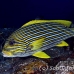 sweetlips_ribbon_lw_tam_h_0131_bal3726.jpg